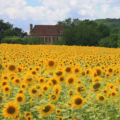 Onze campings in de Dordogne